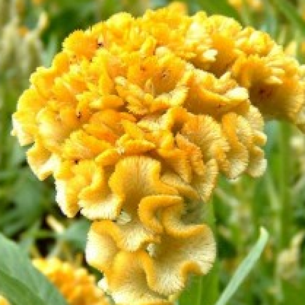 Celosia Cristata Yellow
